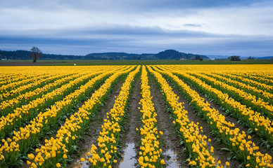 beautiful yellow tulip field