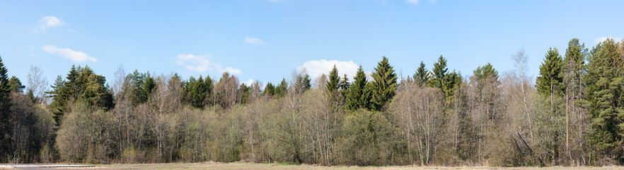 forest panorama