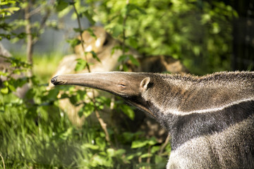 Großer Ameisenbär in Nahaufnahme