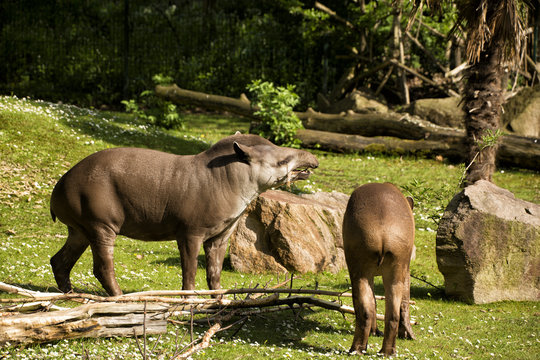 Flachlandtapire auf einer gr&uuml;nen Wiese