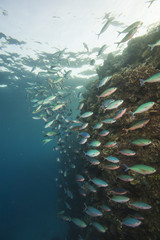 Fototapeta na wymiar Shoal of red sea fusiliers on a reef