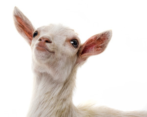 funny white goat © Vera Kuttelvaserova