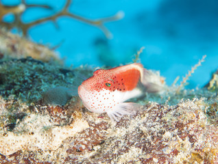 Freckled hawfish on coral reef