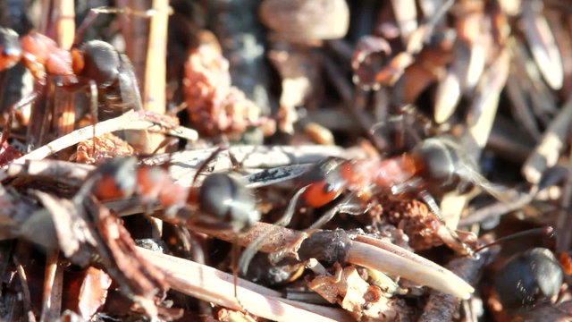 A group of ants, working at their anthill.