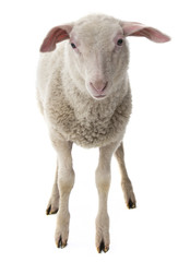 sheep isolated on a white background