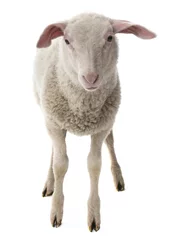 Photo sur Plexiglas Moutons mouton isolé sur fond blanc