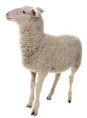 un mouton isolé sur fond blanc