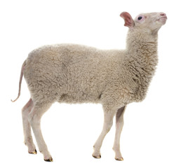 een schaap geïsoleerd op een witte achtergrond