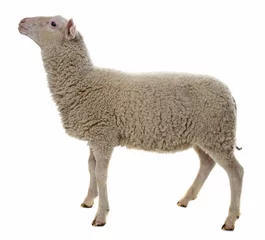 Keuken foto achterwand Schaap schapen geïsoleerd op witte achtergrond