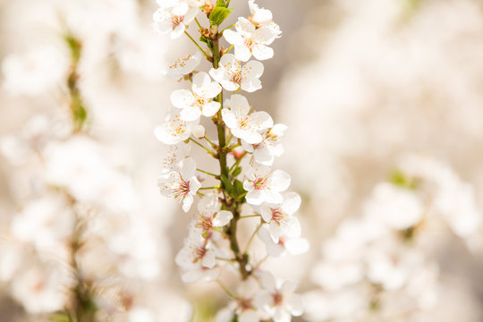 Apricot blossoms in spring, copy space