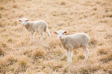 Obraz premium Tw white lambs looking into camera on pasture