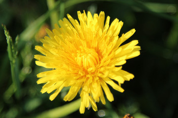 Yellow dandelion flowers with leaves in green grass