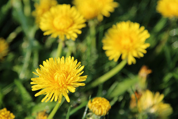 Yellow dandelion flowers with leaves in green grass