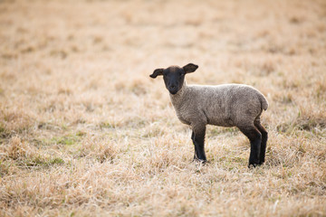 Obraz premium Single black lamb on pasture in spring