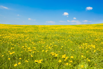 Wide shot of spring meadow with dandelions and sky