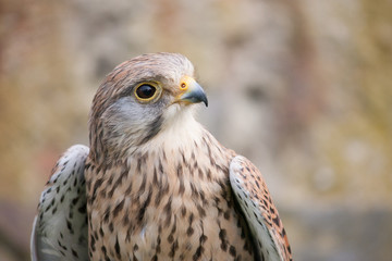 Buzzard with white and brown colors
