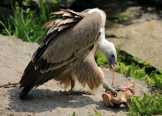 vautour fauve et charogne