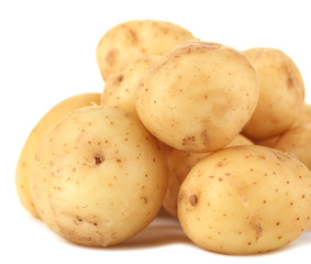 young potatoes on white background close-up