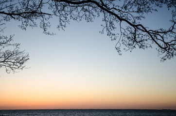 Branch at coast in evening light