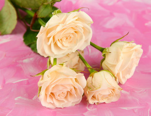 Beautiful creamy roses close-up, on color background