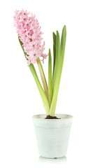 Beautiful hyacinth in flowerpot, isolated on white