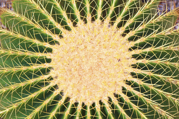 Naklejka na ściany i meble closeup of green cactus plant with sharp thorns