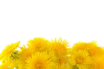 żółte kwiaty na białym tle