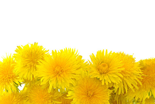 Fototapeta żółte kwiaty na białym tle