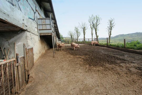 Allevamento di maiali in fattoria