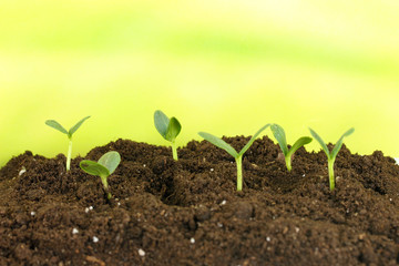 Green seedling growing from soil.on bright background