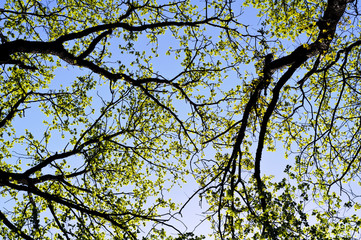 Obraz premium Forest background