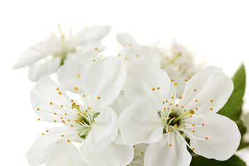 Obraz na płótnie Canvas Beautiful cherry blossom isolated on white