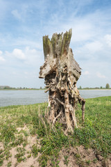 Bizarrely shaped and weathered tree stump