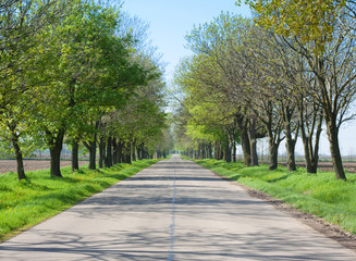 Fototapeta na wymiar Country road with trees along - beginning of spring