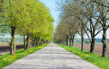 Country road with trees along - beginning of spring