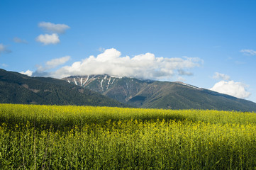 Fields in spring with foreground