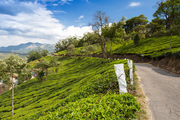 Road on a tea plantations