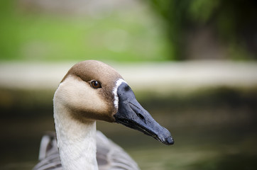 Goose © Analisisgadgets