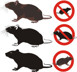 rat, rodent - warning signs