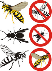wasp - warning signs