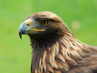 The head of Golden Eagle