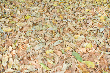 Dry leaves falling on the ground.