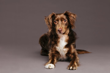 Studio portrait of a brown mixed-race dog.