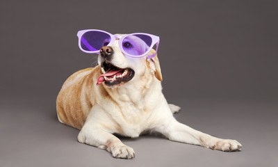 Dog with Purple Glasses at Studio