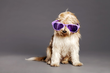 Mixed-Race Dog with Purple Glasses in Studio