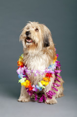 Mixed-Race Dog with Hawaii Necklace in Studio