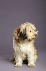 Mixed-Race Dog with Bubbles in Studio