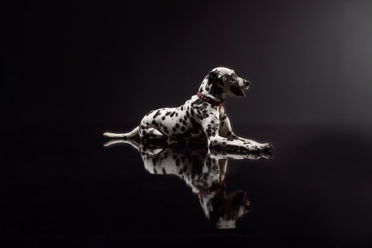 dalmata on black background