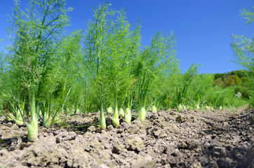 frischer Fenchel