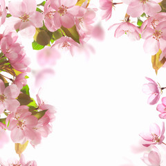 background with pink blossom